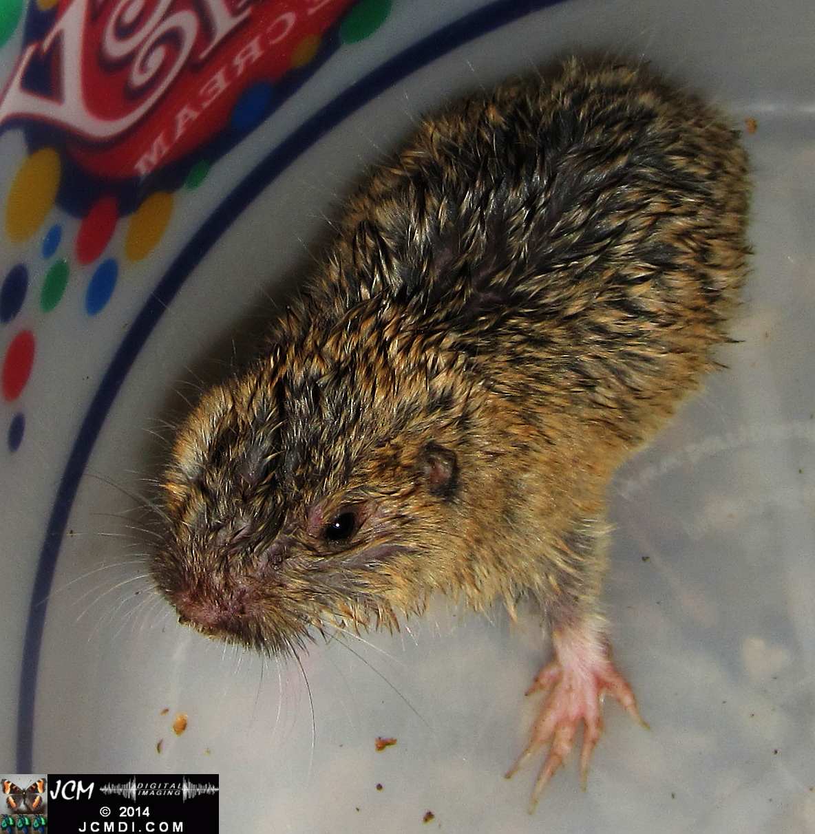 Pocket Gopher Catch and Release close-up